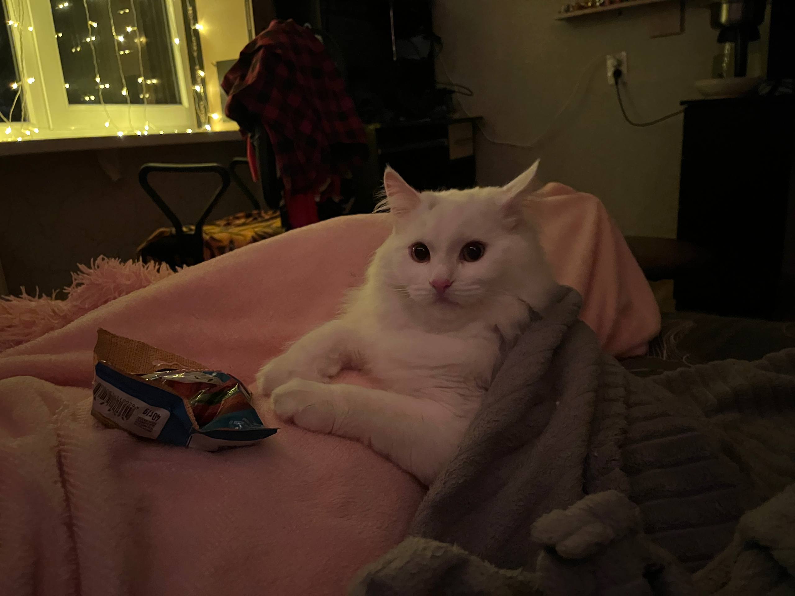 картинка автора 1