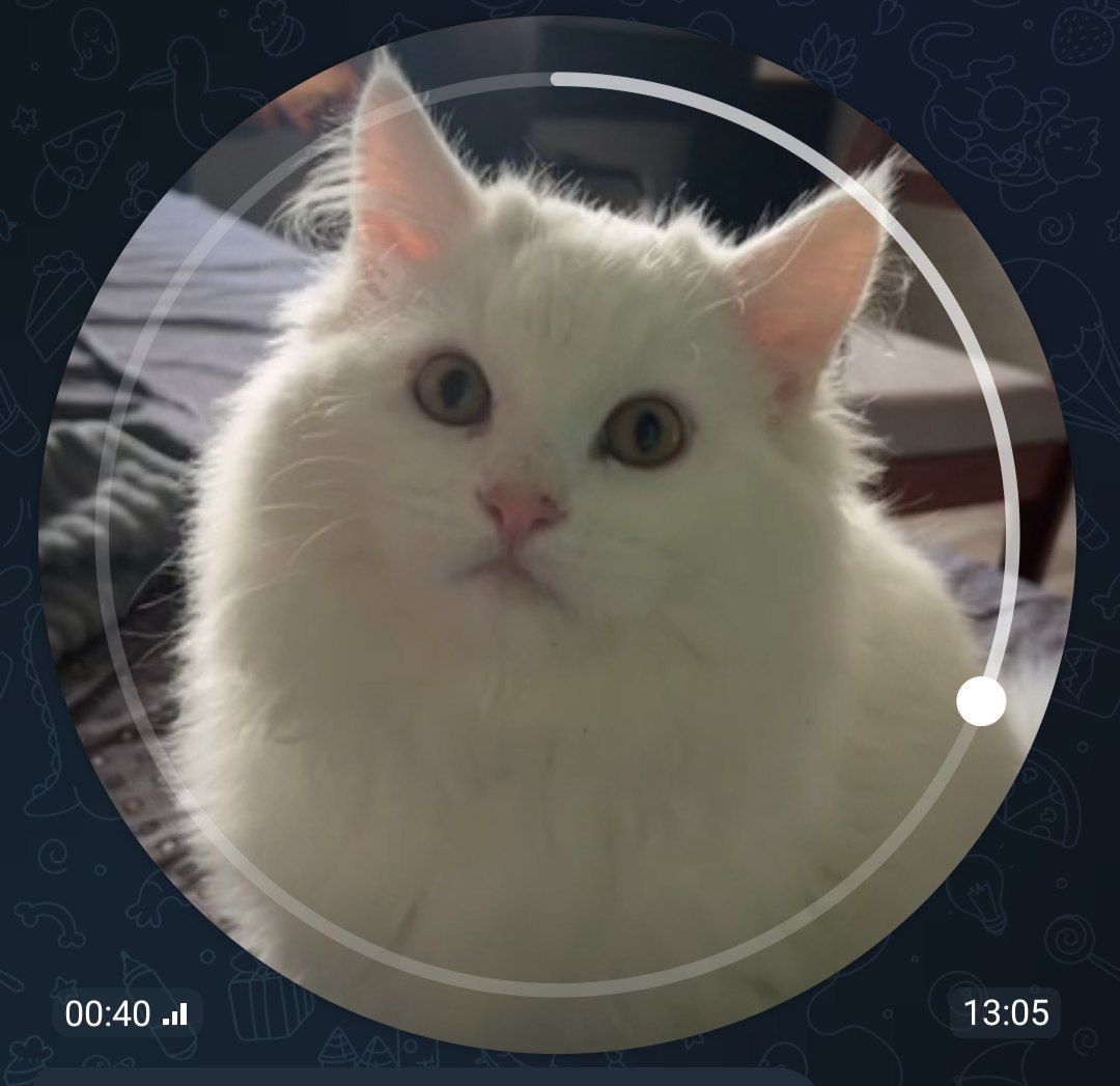 картинка автора 1